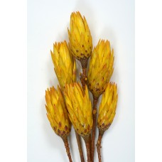 REPENS Yellow 12-